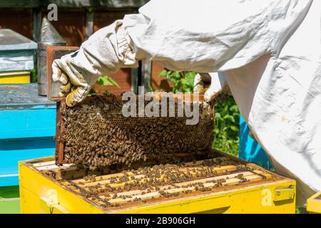 Imker arbeiten an seinen Bienenstöcken im Garten - Kopierraum Stockfoto