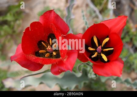 Red Wild Tulipa systola (Desert Tulip) fotografierte im März auf den Lotz-Zistern in der Negev-Wüste Israel Stockfoto