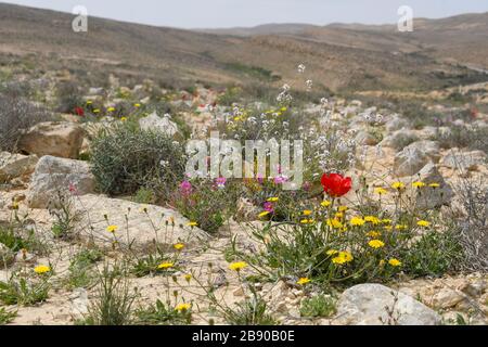 Nach einer seltenen Regenzeit in der Negev-Wüste, Israel, sprießen unzählige Wildblumen und blühen. Fotografiert bei den Lotz-Zistern in der Nege Stockfoto