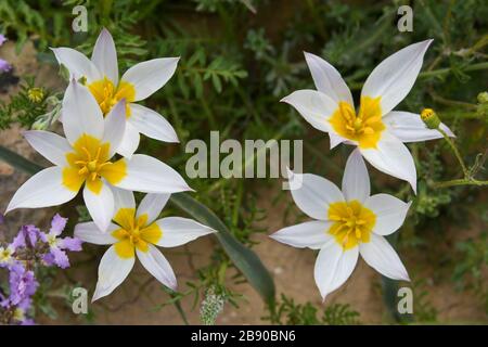 Die polychrome Tulpe (Tulipa polychroma Stapf) ist eine blühende Pflanze in der Tulpenfamilie Tulipa (Biflores Gruppe sensu Hall), Familie Liliaceae. Das ist so Stockfoto