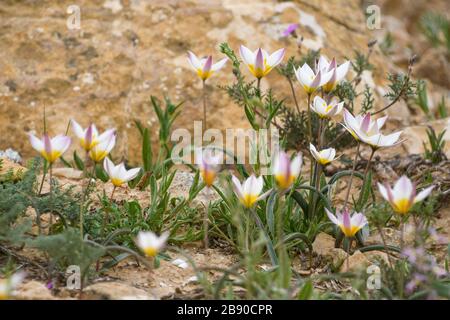 Die polychrome Tulpe (Tulipa polychroma Stapf) ist eine blühende Pflanze in der Tulpenfamilie Tulipa (Biflores Gruppe sensu Hall), Familie Liliaceae. Das ist so Stockfoto