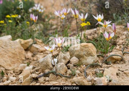 Die polychrome Tulpe (Tulipa polychroma Stapf) ist eine blühende Pflanze in der Tulpenfamilie Tulipa (Biflores Gruppe sensu Hall), Familie Liliaceae. Das ist so Stockfoto