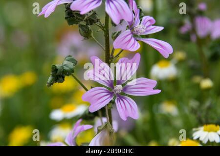 Malva sylvestris ist eine Art der Mallee-Gattung Malva in der Familie der Malvaceae und gilt als Typusart der Gattung. Bekannt als Co Stockfoto