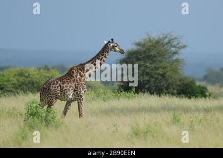 Die Masai-Giraffe, auch Maasai-Giraffe, auch Kilimandscharo-Giraffe genannt, ist die größte Unterart der Giraffe. Stockfoto