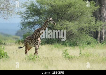 Die Masai-Giraffe, auch Maasai-Giraffe, auch Kilimandscharo-Giraffe genannt, ist die größte Unterart der Giraffe. Stockfoto