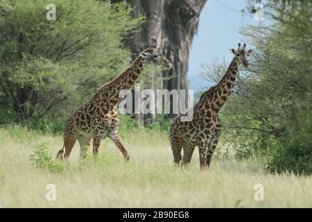 Die Masai-Giraffe, auch Maasai-Giraffe, auch Kilimandscharo-Giraffe genannt, ist die größte Unterart der Giraffe. Stockfoto