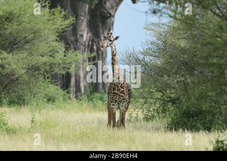 Die Masai-Giraffe, auch Maasai-Giraffe, auch Kilimandscharo-Giraffe genannt, ist die größte Unterart der Giraffe. Stockfoto