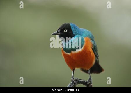 Der Superb Starling gehört zur starrenden Vogelfamilie. Sie war früher als Spreo superbus bekannt. Stockfoto