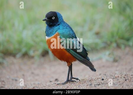 Der Superb Starling gehört zur starrenden Vogelfamilie. Sie war früher als Spreo superbus bekannt. Stockfoto