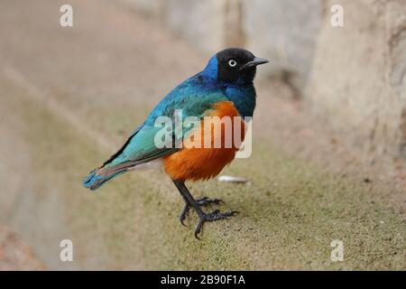 Der Superb Starling gehört zur starrenden Vogelfamilie. Sie war früher als Spreo superbus bekannt. Stockfoto