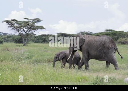 Der Afrikanische Buschelefant, auch Afrikanische Savannenelefant genannt, ist das größte lebende terrestrische Tier. Stockfoto