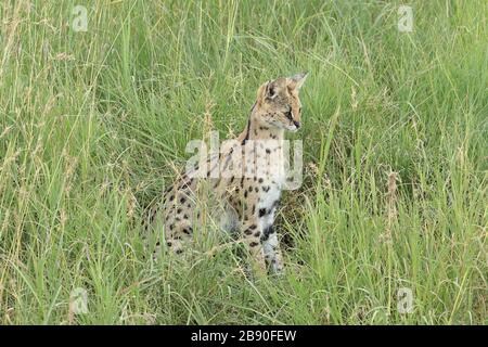 Der Serval ist eine in Afrika heimische Wildkatze. Sie ist in Nordafrika und der Sahelzone selten, aber in Ländern südlich der Sahara weit verbreitet. Stockfoto