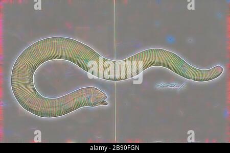 Amphisbaena alba, Print, Amphisbaena alba, auch Rotwurmareidechse oder seltener Weißbaucheidechse genannt, ist eine Amphisbaenart in der Reptilienordnung Squamata. Trotz der großen geografischen Reichweite, die diese Art umfasst, ist über ihre Ökologie aufgrund ihrer verschwiegenden Gewohnheiten wenig bekannt. A. alba hat eine vielfältige Ernährung, die von Pflanzenmaterial bis zu kleinen Wirbeltieren reicht. Numerisch bilden Käfer, Ameisen und Spinnen den Großteil ihrer Ernährung, allerdings werden Ameisen, Insektenlarven und Käfer aufgenommen, um ein größeres Volumen zu befriedigen., 1700-1880, von Gibon neu vorgestellt, Design Stockfoto