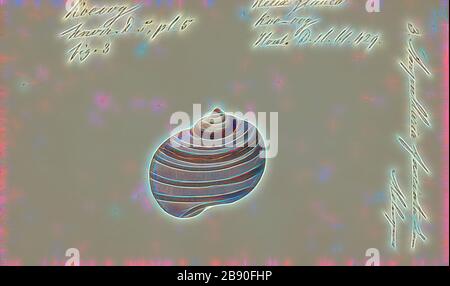 Ampulularia fasciata, Print, Ampulularia ist eine ausgestorbene Gattung von Süßwasserschnecken mit einem Operculum, einem aquatischen Gastropod-Weichtier in der Familie Ampulliariiiden., von Gibon neu erdacht, Design von warmem, fröhlichem Leuchten von Helligkeit und Lichtstrahlen. Klassische Kunst mit moderner Note neu erfunden. Fotografie, inspiriert vom Futurismus, die dynamische Energie moderner Technologie, Bewegung, Geschwindigkeit und Kultur revolutionieren. Stockfoto