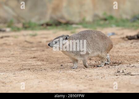 Der Felsenhyrax, auch Kaphyrax, Felsenkaninchen und coney genannt, ist ein mittelgroßes terrestrisches Säugetier, das in Afrika und im Nahen Osten beheimatet ist. Stockfoto