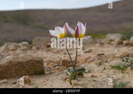 Die polychrome Tulpe (Tulipa polychroma Stapf) ist eine blühende Pflanze in der Tulpenfamilie Tulipa (Biflores Gruppe sensu Hall), Familie Liliaceae. Das ist so Stockfoto