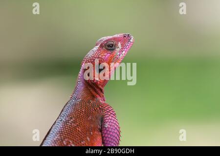 Der gewöhnliche Agama, rotköpfige Felsenagama oder Regenbogenagama ist eine Echsenart aus der Familie der Agamididen, die im größten Teil Afrikas südlich der Sahara vorkommt. Stockfoto