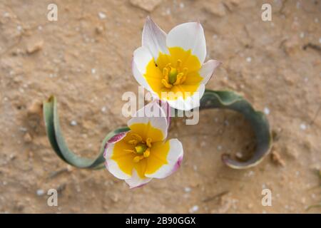 Die polychrome Tulpe (Tulipa polychroma Stapf) ist eine blühende Pflanze in der Tulpenfamilie Tulipa (Biflores Gruppe sensu Hall), Familie Liliaceae. Das ist so Stockfoto