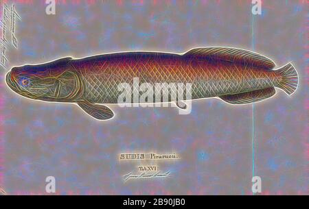 Arapaima gigas, Print, Arapaima gigas, auch Piraarucu genannt, ist eine im Becken des Amazonasflusses heimische Arapaima-Art. Einst als alleinige Art in der Gattung vermutet, gehört sie zu den größten Süßwasserfischen. Die Art ist ein obligatorischer Luft-Entlüfter und muss regelmäßig an die Oberfläche kommen, um Luft zu schlucken., das von Gibon neu erstelltes, Design von warmem, fröhlichem Leuchten von Helligkeit und Lichtstrahlen. Klassische Kunst mit moderner Note neu erfunden. Fotografie, inspiriert vom Futurismus, die dynamische Energie moderner Technologie, Bewegung, Geschwindigkeit und Kultur revolutionieren. Stockfoto