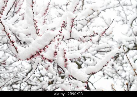 Blühender Aprikosenzweig im Frühjahr mit Schnee bedeckt Stockfoto