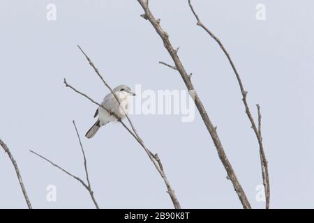 Nordwürger (Lanius borealis borealis) im Winter Stockfoto