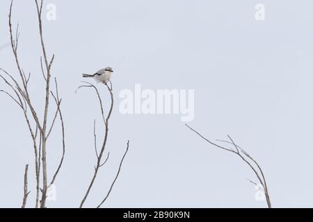 Nordwürger (Lanius borealis borealis) im Winter Stockfoto