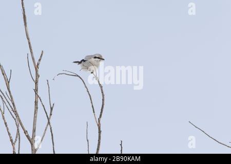 Nordwürger (Lanius borealis borealis) im Winter Stockfoto