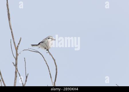 Nordwürger (Lanius borealis borealis) im Winter Stockfoto