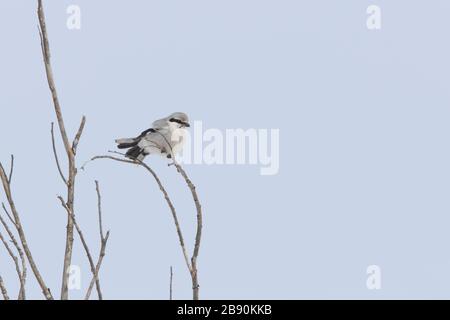 Nordwürger (Lanius borealis borealis) im Winter Stockfoto