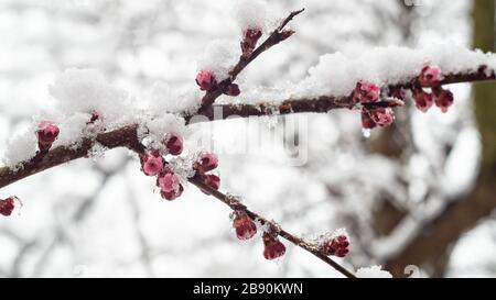 Blühender Aprikosenzweig im Frühjahr mit Schnee bedeckt Stockfoto