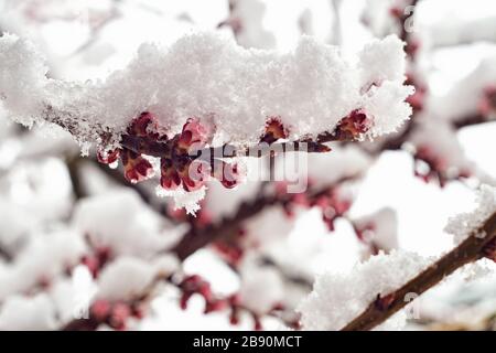 Blühender Aprikosenzweig im Frühjahr mit Schnee bedeckt Stockfoto