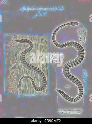 Hydrophis nigrocincta, Print, Hydophis nigrocinctus ist eine Art der marinen Venenschlangen Elapiden (Hydrophiinae-Seeschlange). Verbreitung: Indischer Ozean: Indien, Bangladesch, Sri Lanka, Myanmar (= Birma), Thailand, Malaysia., 1700-1880, von Gibon neu vorgestellt, Design von warmem, fröhlichem Leuchten von Helligkeit und Lichtstrahlen. Klassische Kunst mit moderner Note neu erfunden. Fotografie, inspiriert vom Futurismus, die dynamische Energie moderner Technologie, Bewegung, Geschwindigkeit und Kultur revolutionieren. Stockfoto