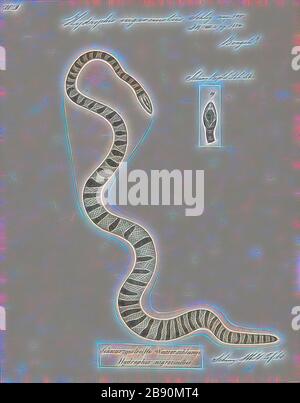 Hydrophis nigrocinctus, Print, Hydophis nigrocinctus ist eine Art der marinen Venenschlangen Elapiden (Hydrophiinae-Meerschlange). Verbreitung: Indischer Ozean: Indien, Bangladesch, Sri Lanka, Myanmar (= Birma), Thailand, Malaysia., 1700-1880, von Gibon neu vorgestellt, Design von warmem, fröhlichem Leuchten von Helligkeit und Lichtstrahlen. Klassische Kunst mit moderner Note neu erfunden. Fotografie, inspiriert vom Futurismus, die dynamische Energie moderner Technologie, Bewegung, Geschwindigkeit und Kultur revolutionieren. Stockfoto
