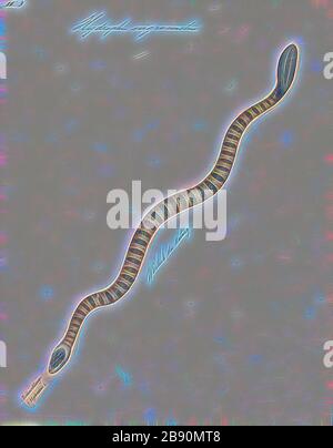 Hydrophis nigrocinctus, Print, Hydophis nigrocinctus ist eine Art der marinen Venenschlangen Elapiden (Hydrophiinae-Meerschlange). Verbreitung: Indischer Ozean: Indien, Bangladesch, Sri Lanka, Myanmar (= Birma), Thailand, Malaysia., 1700-1880, von Gibon neu vorgestellt, Design von warmem, fröhlichem Leuchten von Helligkeit und Lichtstrahlen. Klassische Kunst mit moderner Note neu erfunden. Fotografie, inspiriert vom Futurismus, die dynamische Energie moderner Technologie, Bewegung, Geschwindigkeit und Kultur revolutionieren. Stockfoto