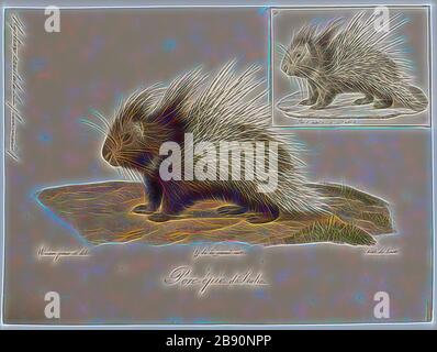 HYSTRIX Cristata, Print, The Crested Porcupine (HYSTRIX Cristata) ist eine Nagetierart in der Familie Hystricidipas, die in Italien, Nordafrika und Afrika südlich der Sahara vorkommt., 1700-1880, von Gibon neu vorgestellt, Design von warmem, fröhlichem Glanz von Helligkeit und Lichtstrahlen. Klassische Kunst mit moderner Note neu erfunden. Fotografie, inspiriert vom Futurismus, die dynamische Energie moderner Technologie, Bewegung, Geschwindigkeit und Kultur revolutionieren. Stockfoto