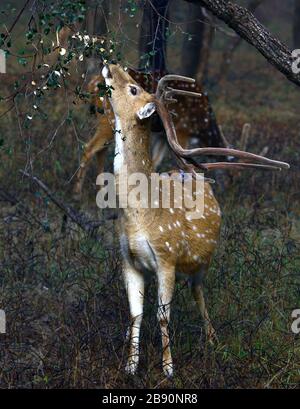 Gefleckte Rehe Stockfoto