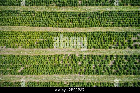 Vertikaler Luftblick auf eine Plantage mit Tannen für die Weihnachtsernte Stockfoto