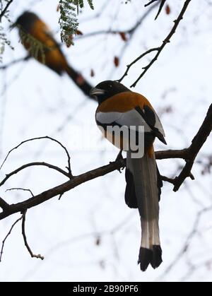 Asiatische Treepie bei Ranthambore Stockfoto