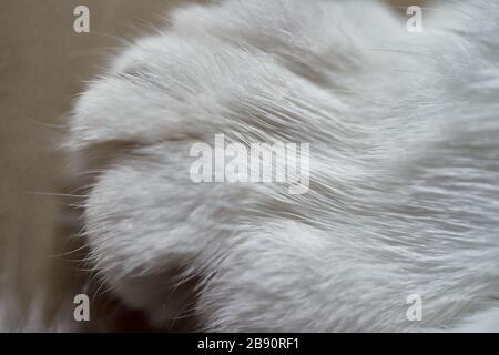 Nahaufnahme der Vorderpfote einer Katze mit weißem Fell, abstraktem Eindruck, Textur oder Hintergrund Stockfoto