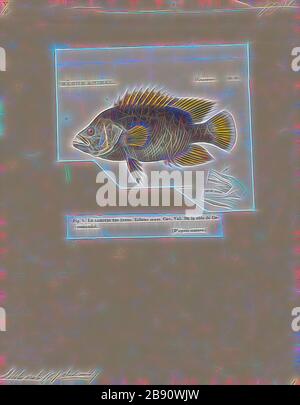 Lobotes auctorum, Drucken, Tripletail, Lobotes ist eine Gattung der