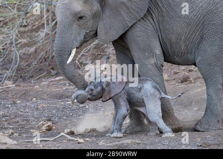 Junge Mutter Elephant hilft neugeborenem Kalb beim gehen Stockfoto