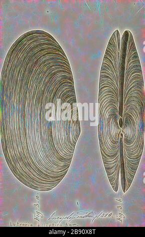 Lutraria elliptica, Print, Lutraria lutraria ist eine Art großer mariner Muscheln in der Familie Mactridae. Zu seinen gebräuchlichen Namen gehören die Otterhülle und die gewöhnliche Otterhülle. Er kommt in Küstenregionen des Nordostatlantiks vor, wo er im Sand begraben liegt., von Gibon neu vorgestellt, Design von warmem, fröhlichem Leuchten von Helligkeit und Lichtstrahlen. Klassische Kunst mit moderner Note neu erfunden. Fotografie, inspiriert vom Futurismus, die dynamische Energie moderner Technologie, Bewegung, Geschwindigkeit und Kultur revolutionieren. Stockfoto