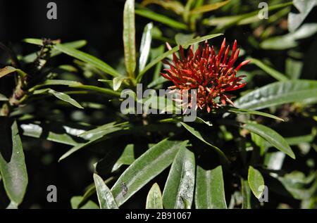 Ixora, auch Westindischer Jasmin genannt, im Sonnenlicht. Blumenknospen blühen noch nicht. Stockfoto