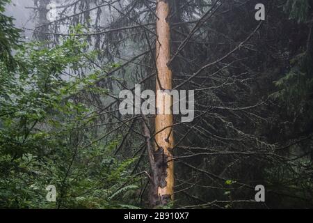 Straße nach Smerek von Wetlina im Bieszczady-Gebirge in Polen Stockfoto