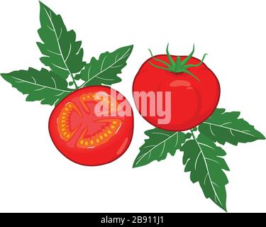 Ganze Tomaten und halbgeschnittener Designvektor auf weißem Hintergrund Stock Vektor