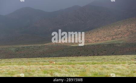 Eine goitred Gazelle im Golestan-Nationalpark in den Bergen im Iran. Stockfoto