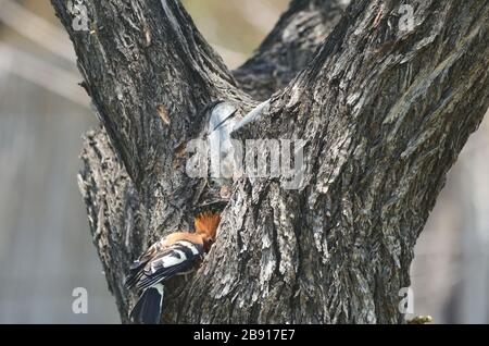 Afrikanischer Hoopoe mit Kopf im Inneren des Nestes Stockfoto