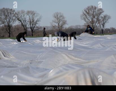 Kremmen, Deutschland. März 2020. Saisonarbeiter ernten den ersten Spargel für den Spargelhof Kremmen auf einem Feld unweit von Kremmen (Brandenburg). Kredit: Paul Zinken / dpa / dpa-zb-Zentralbild / dpa / Alamy Live News Stockfoto