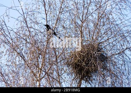 Ein Magpie und sein Nest in einer silbernen Birke in der Vorstadt von Gloucester UK Stockfoto