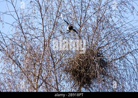 Ein Magpie und sein Nest in einer silbernen Birke in der Vorstadt von Gloucester UK Stockfoto